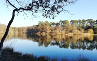 Forêt de Rambouillet