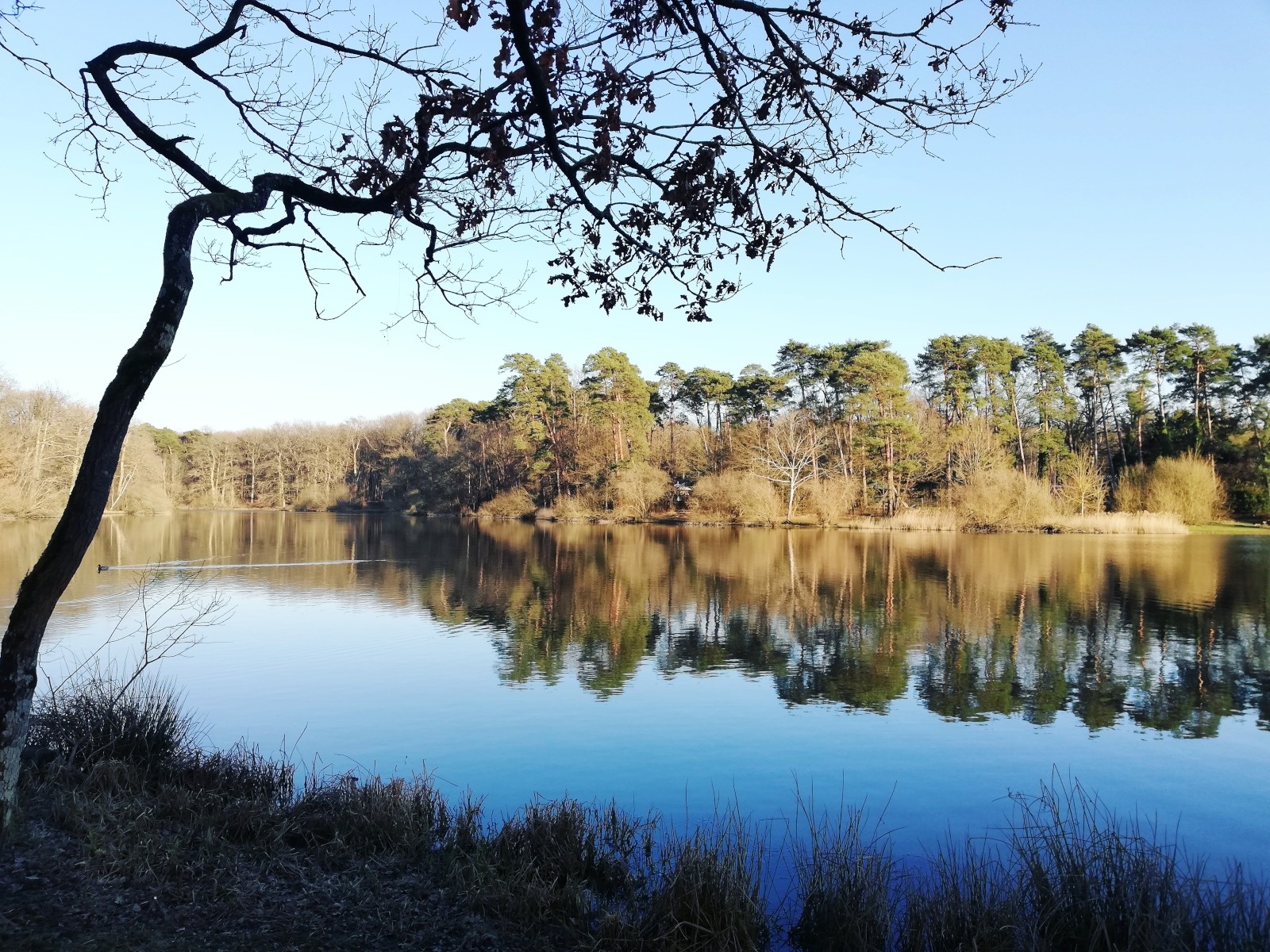 Forêt de Rambouillet