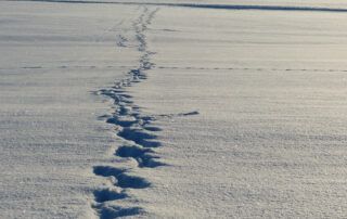 Randonnée en raquettes et traces d'animaux