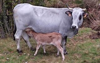 Ferme de Piefaud