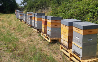 Apiculture – Miel du Tanargue – Grégory Michel