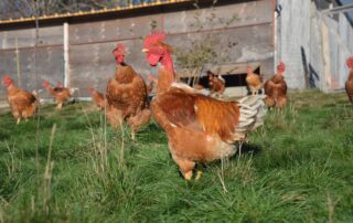 La ferme de Cagnard