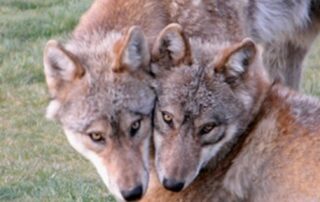 Parc des Loups du Gévaudan