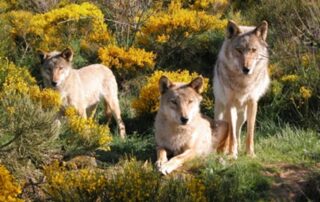 Parc des Loups du Gévaudan