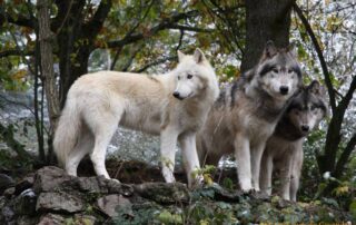 Parc des Loups du Gévaudan