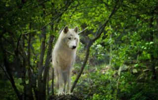 Parc des Loups du Gévaudan