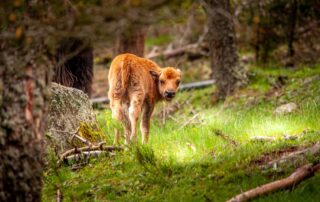 Réserve des Bisons