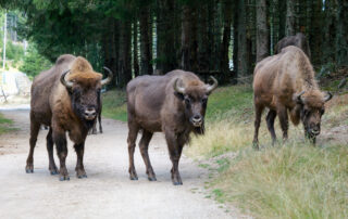 Réserve des Bisons d'Europe