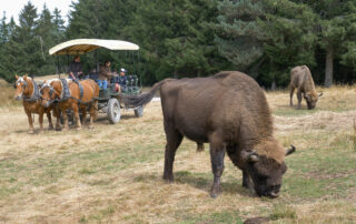 Réserve des Bisons d'Europe