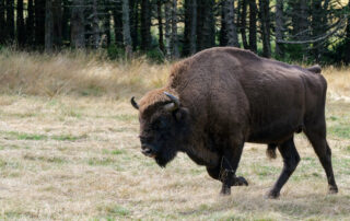 Réserve des Bisons d'Europe