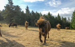 Réserve des Bisons d'Europe