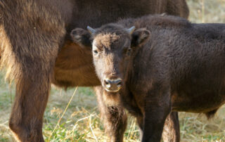 Réserve des Bisons d'Europe