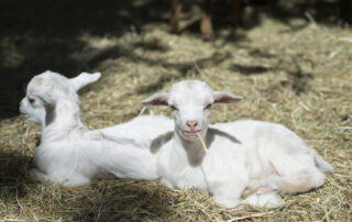 Parc animalier de Lussas