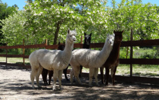 Parc animalier à Lussas