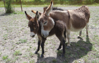 Parc animalier à Lussas