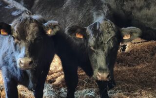 Grand gîte Ferme de Magnaudès_Borée