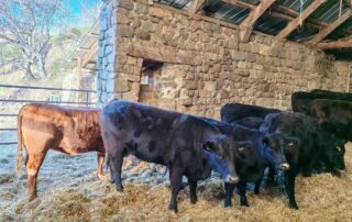 Petit gîte La Ferme de Magnaudès_Borée