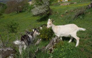 Grand gîte Ferme de Magnaudès