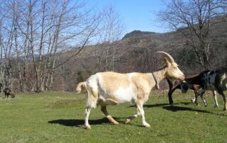 Petits gîtes La Ferme de Magnaudès